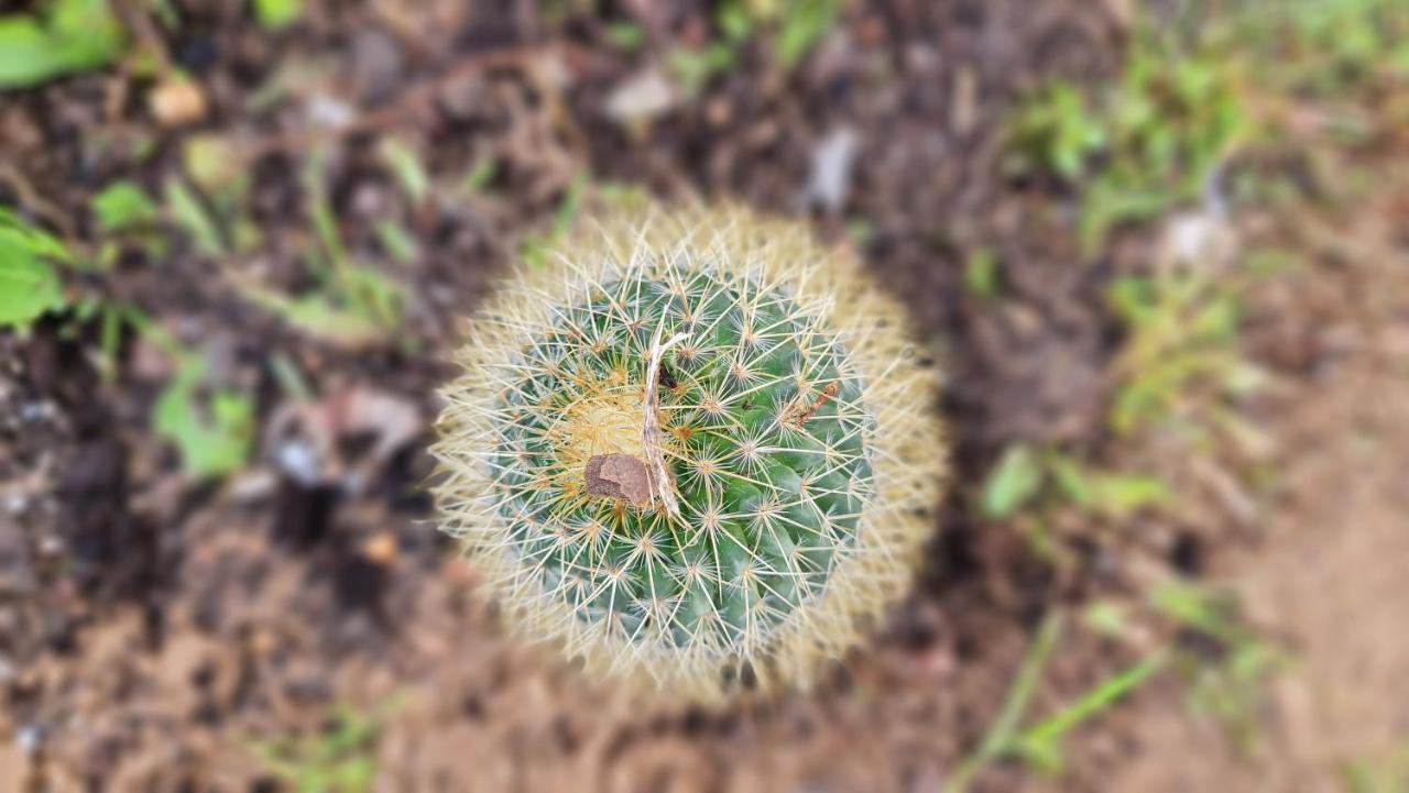 Monte Da Ti Luzia Villa FAO Dış mekan fotoğraf