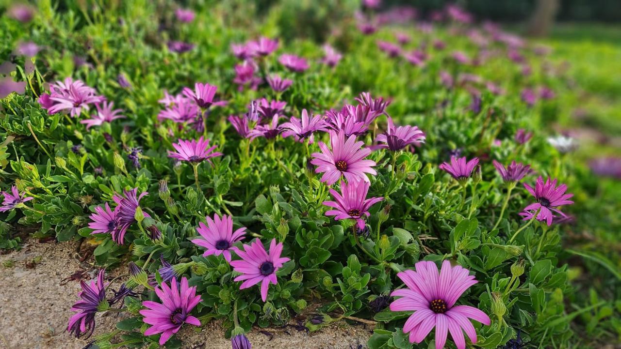 Monte Da Ti Luzia Villa FAO Dış mekan fotoğraf