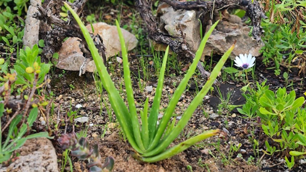 Monte Da Ti Luzia Villa FAO Dış mekan fotoğraf