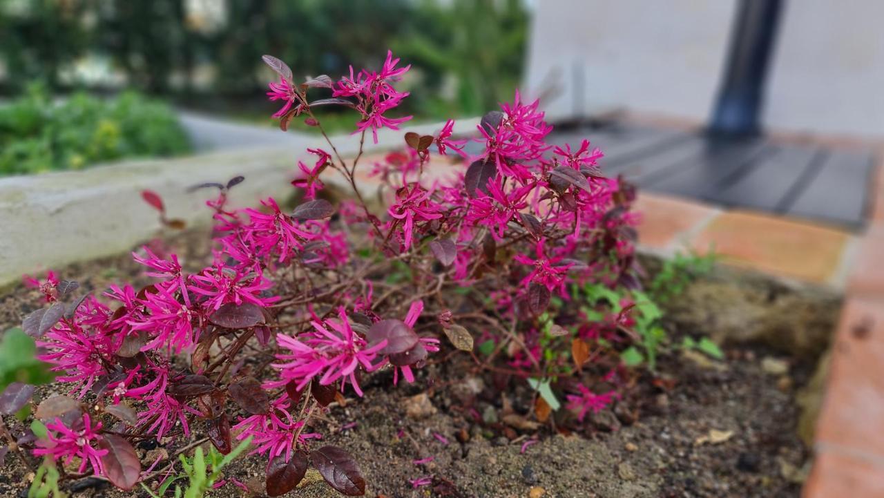 Monte Da Ti Luzia Villa FAO Dış mekan fotoğraf